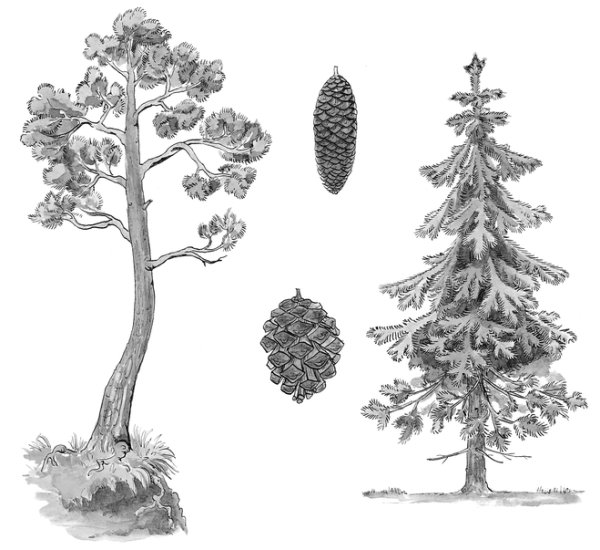 Сосна Кедровая схематично