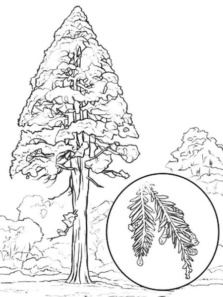 Зарисовки деревьев ель