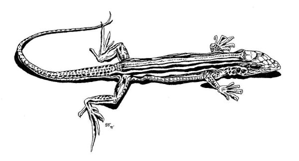 Прыткая ящерица раскраска