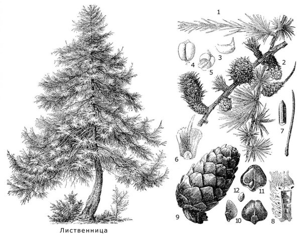 Пошаговое рисование дерева