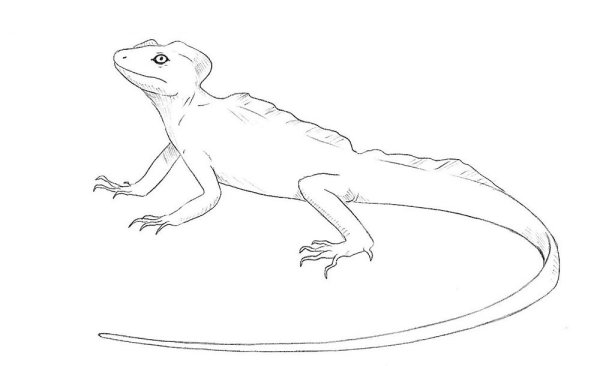 Зарисовки ящериц