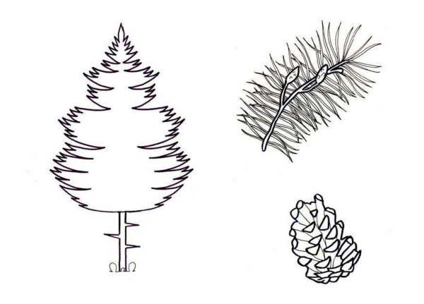 Ель карандашом