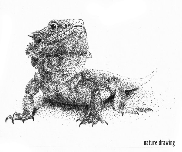 Рептилии для рисования