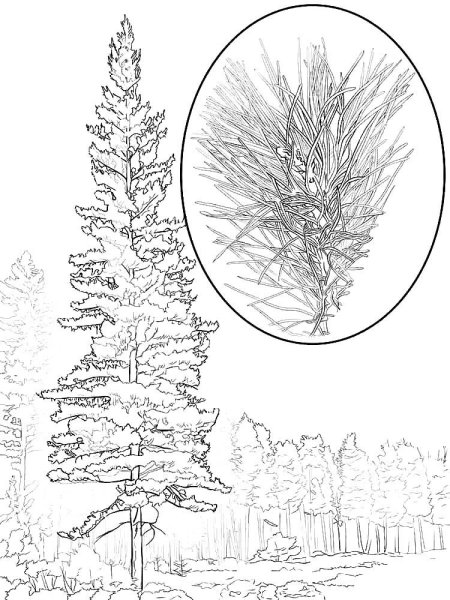 Abies nordmanniana