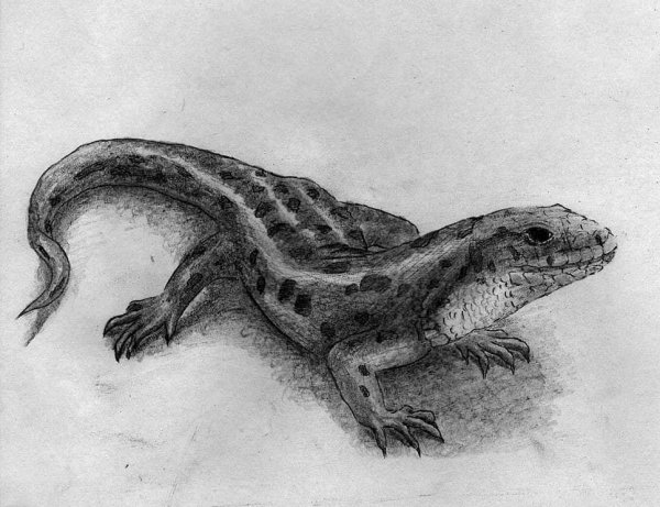 Ящерица раскраска