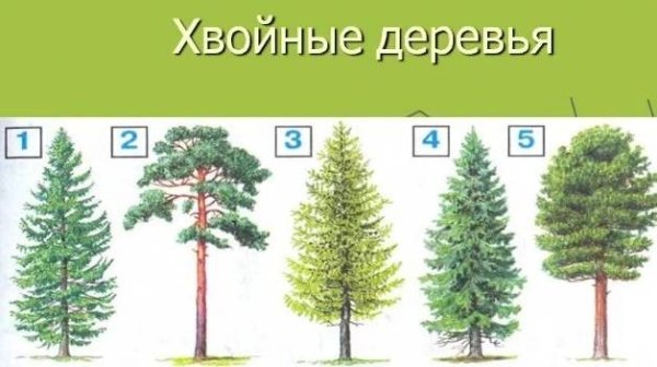 Ель зарисовка