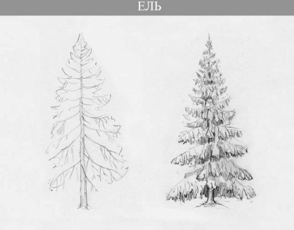 Хвойные деревья в графике