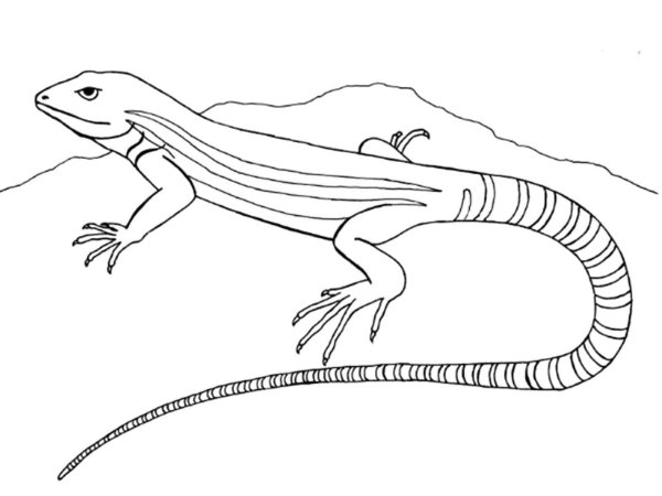 Ящерица раскраска для детей