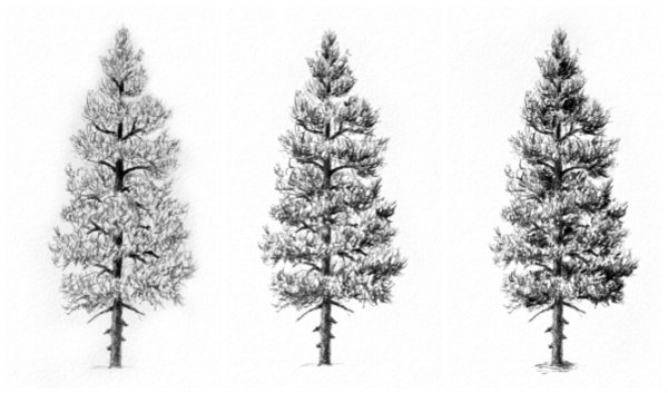 Раскраска хвоинки пихты