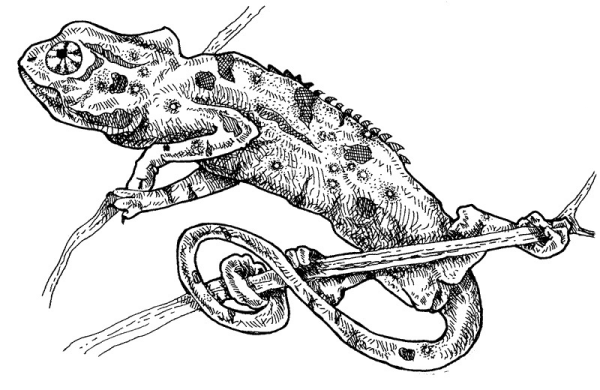 Ящерица черно белая