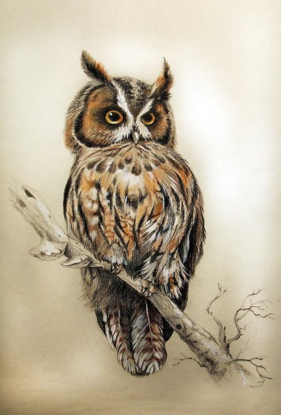 Филин цветными карандашами