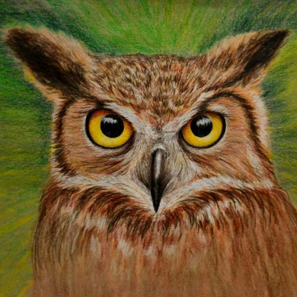 Сова цветными карандашами