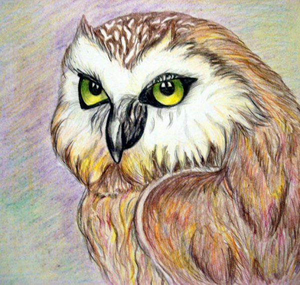 Филин цветными карандашами