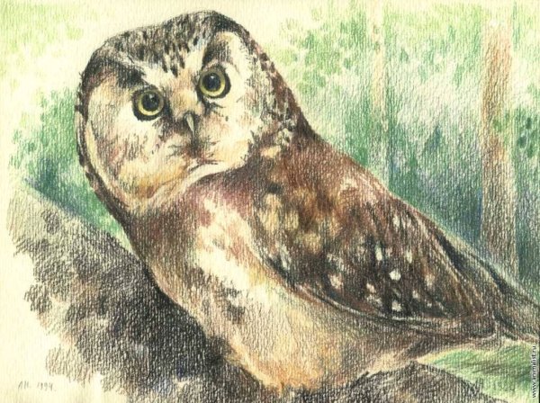 Анималистика Совы