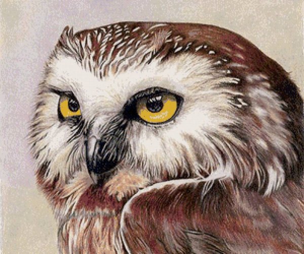 Филин цветными карандашами