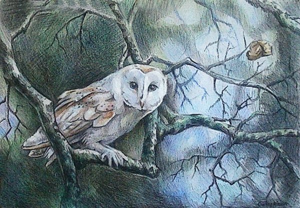 Сова цветными карандашами