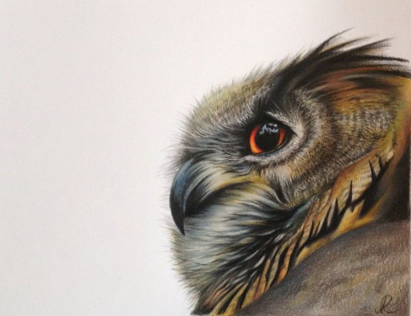 Сова цветными карандашами детские