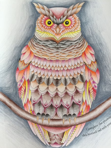 Сова рисунок