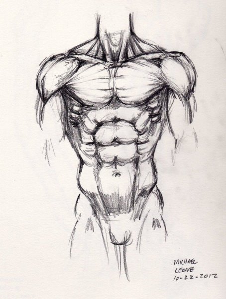 Наброски торса