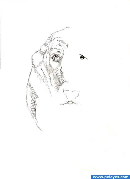 Рисование Льва и собачки карандашами