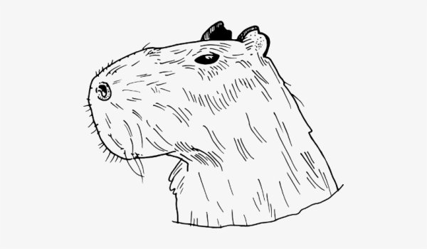 Капибара рисунок
