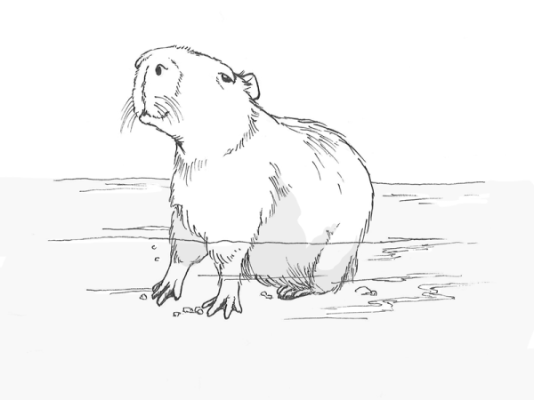 Капибара иллюстрация