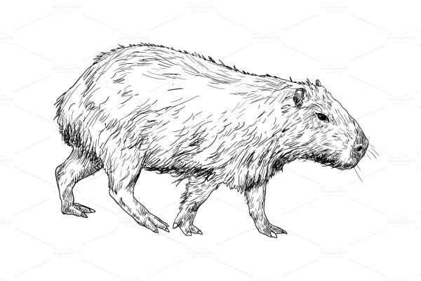 Капибара контур