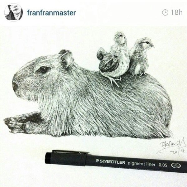 Капибара рисунок