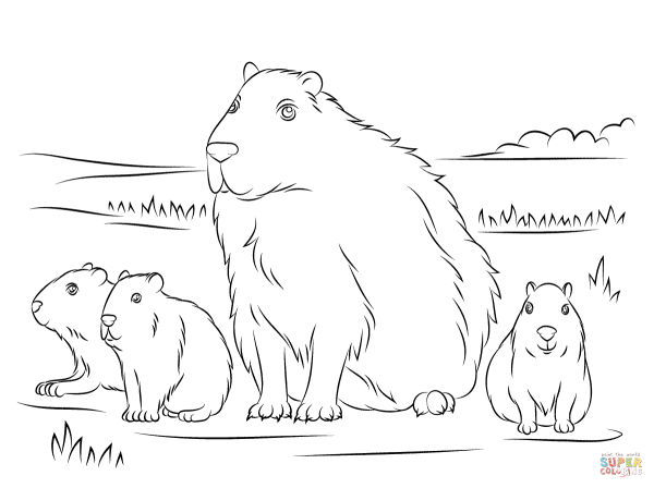 Капибара раскраска
