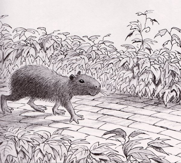 Капибары рисунок для тату