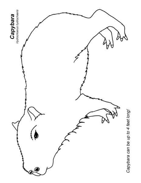 Капибара карандашом