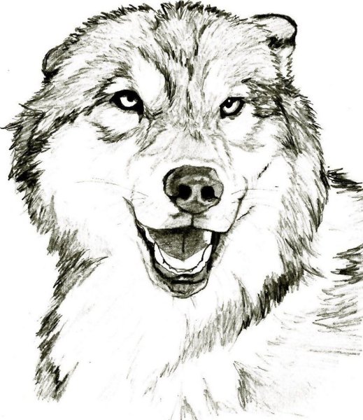 Волк рисунок