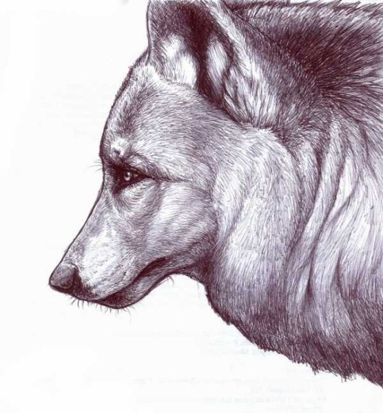 Голова волка карандашом