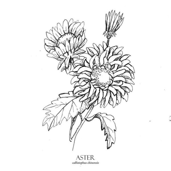 Астра раскраска