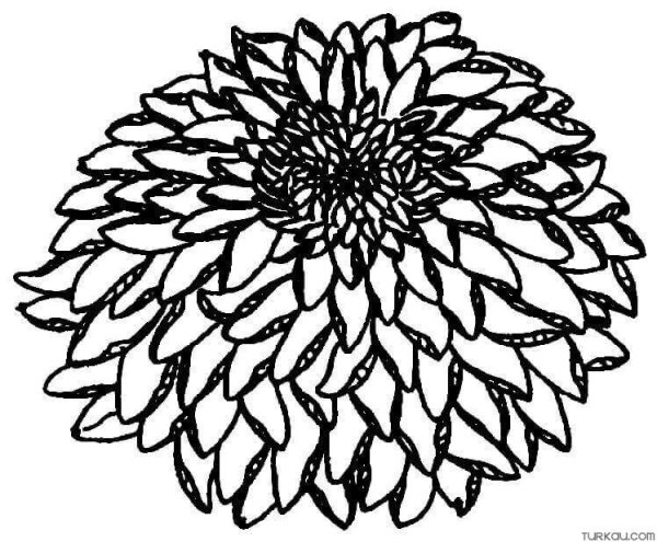 Астра карандашом