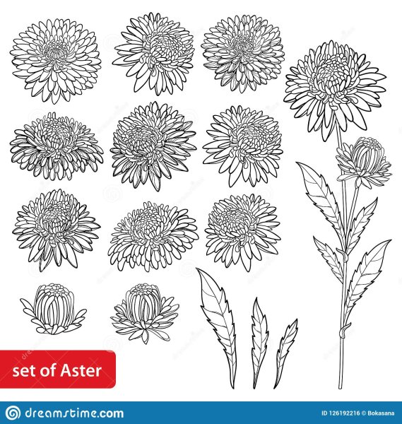 Раскраска георгин цветок