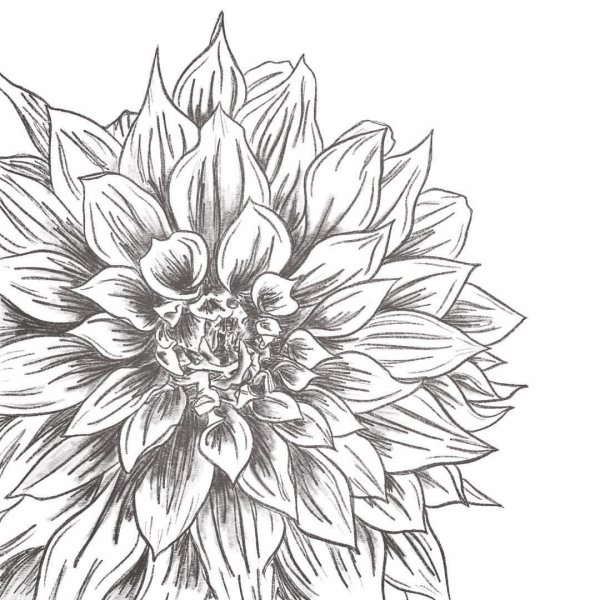 Астра карандашом