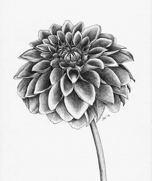 Нарисовать хризантему поэтапно