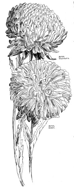 Хризантемы карандашом