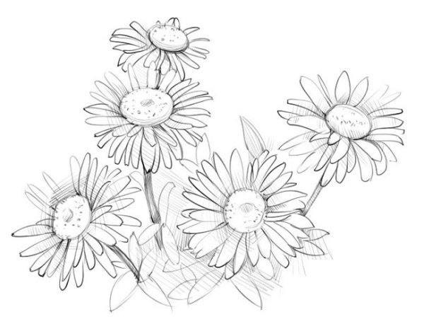 Раскраска Хризантема цветок