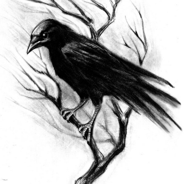 Рисунок вороны карандашом