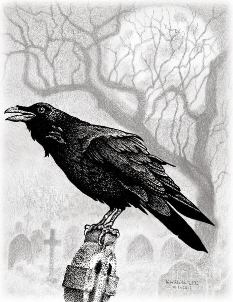 Ворона рисунок