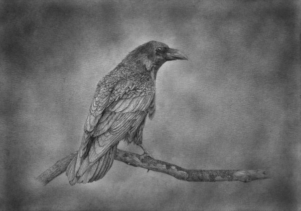 Ворон Графика карандашом