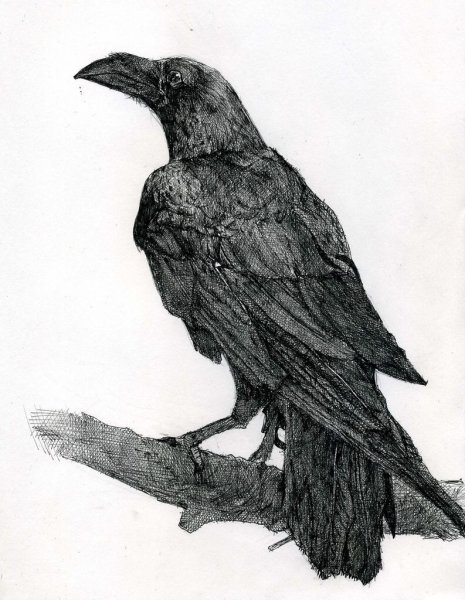 Ворон карандашом