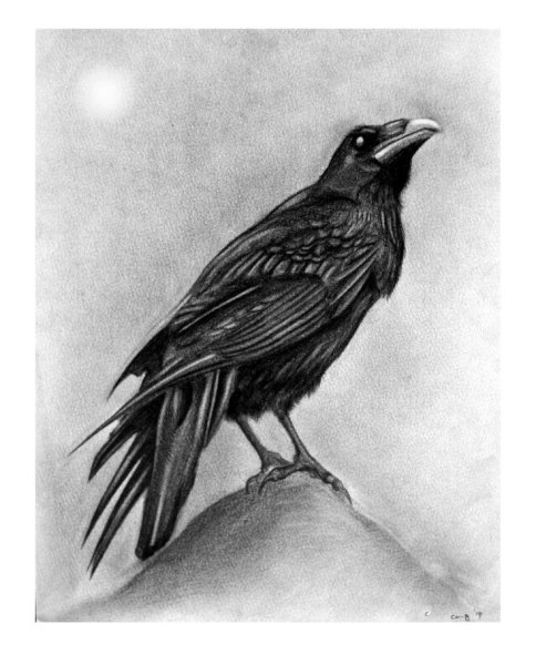 Ворона черно белая картинка