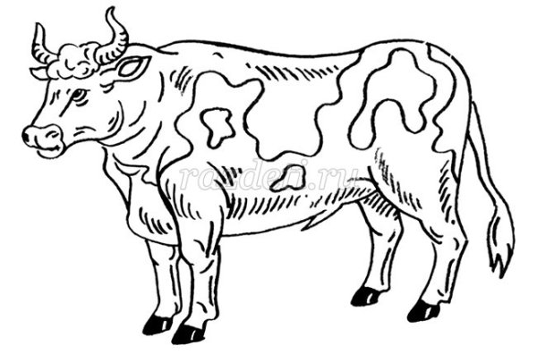 Бык раскраска
