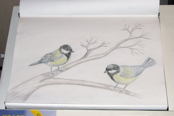 Синичка рисунок карандашом