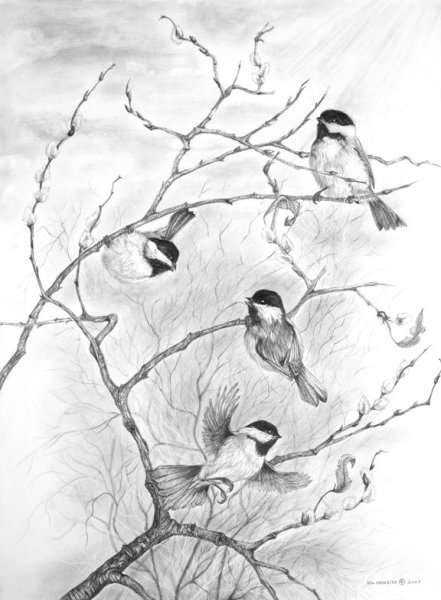 Синица раскраска