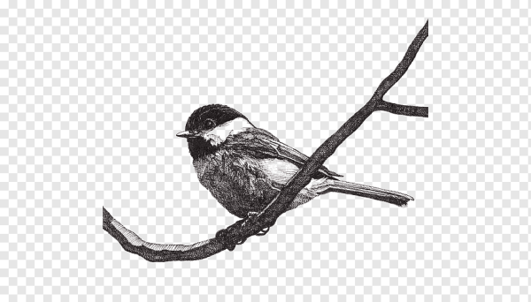 Рисование с детьми синичка на ветке