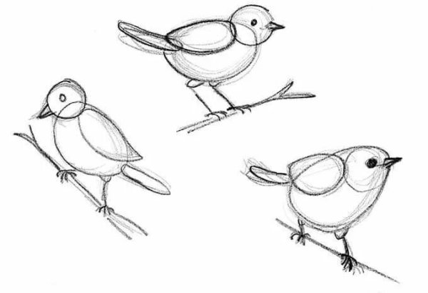 Хохлатая синица черная